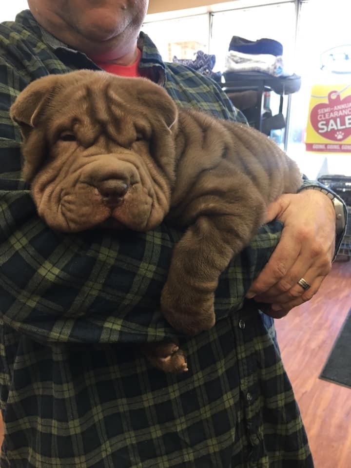 gumby's shar pei